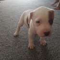 1 Male American Bulldog Pups-3