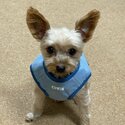 Yorkie puppy for adoption-0