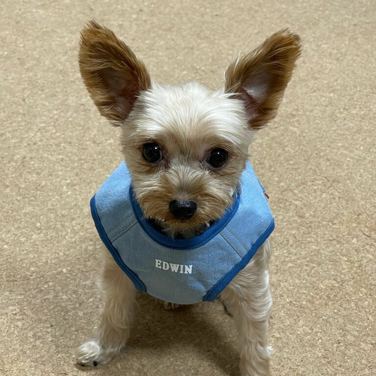 Yorkie puppy for adoption