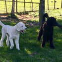 Labradoodle / Retrodoodle puppies-4