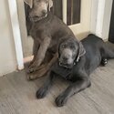 One silver lab and one charcoal lab-1