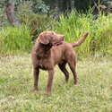 Chesapeake Bay Retriever for sale -1