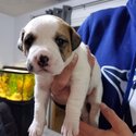 American bulldog mix-2