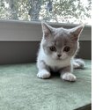 British Shorthair kittens -READY TO GO -1