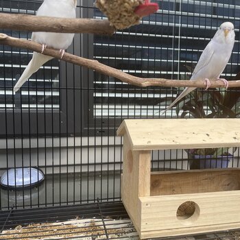 2 budgies