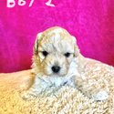 BichonXMalteseXshitzu puppies for sale-2