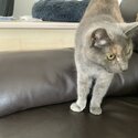 FEMALE ADULT CAT FOR REHOMING-1