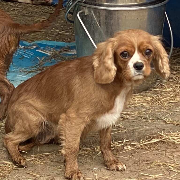 Female Cavalier King Charles Spaniel