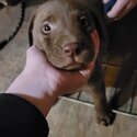 Purebred chocolate labs -5