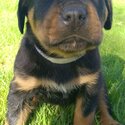 Rottweiler puppies-2