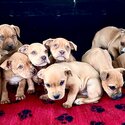 Bordeau Mastiff x Staffy Mastiff Puppies-1