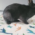 Free cute female rabbit to give in Terrebonne City -1