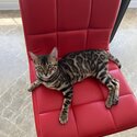 Selling Bengal Kitten -0