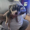 Pocket American Bully puppies-5