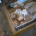 Golden retriever puppies-2