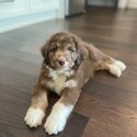 Sellling my 12 week old Aussiedoodle -1