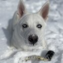 Nanuq the white Husky-0