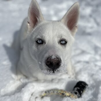 Nanuq the white Husky