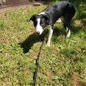 SHYLO - Black White Border Collie-2