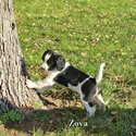 Beautiful English Springer Spaniels-1