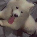 SAMOYED FOR SALE-0