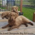 Chesapeake Bay Retriever for sale -5