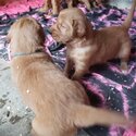 Golden retriever puppies. -2