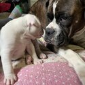 Boxer Puppies Looking For a Family To Love-3