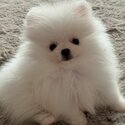 Pomeranian Puppy For Adoption -3