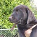 Purebred Labrador puppies