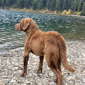 Chesapeake Bay Retriever for sale -4