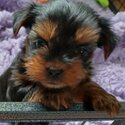 Funny Yorkshire Terrier Puppies-1