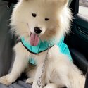 SAMOYED FOR SALE-1