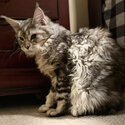 Gorgeous, sweet and gentle Maine coon. Female. Meet Muffin.-3