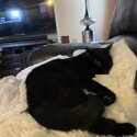 Black loving cat to good home. Will provide food, litter &amp; litter box-0