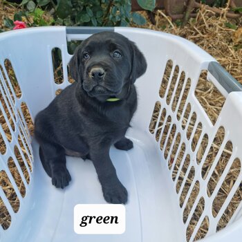 Labrador puppies