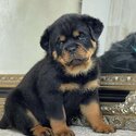 Rottweiler Puppies for sale -1