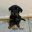 Purebred Rottweiler puppies-4