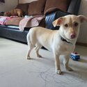 Lab and corgi mix for rehoming-2