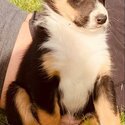 Rough Collie (Lassie) x Puppies-2