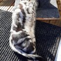 BENGAL SILVER MARBLE MALE 3YRS 2mths,(Born Feb 2019 )-3