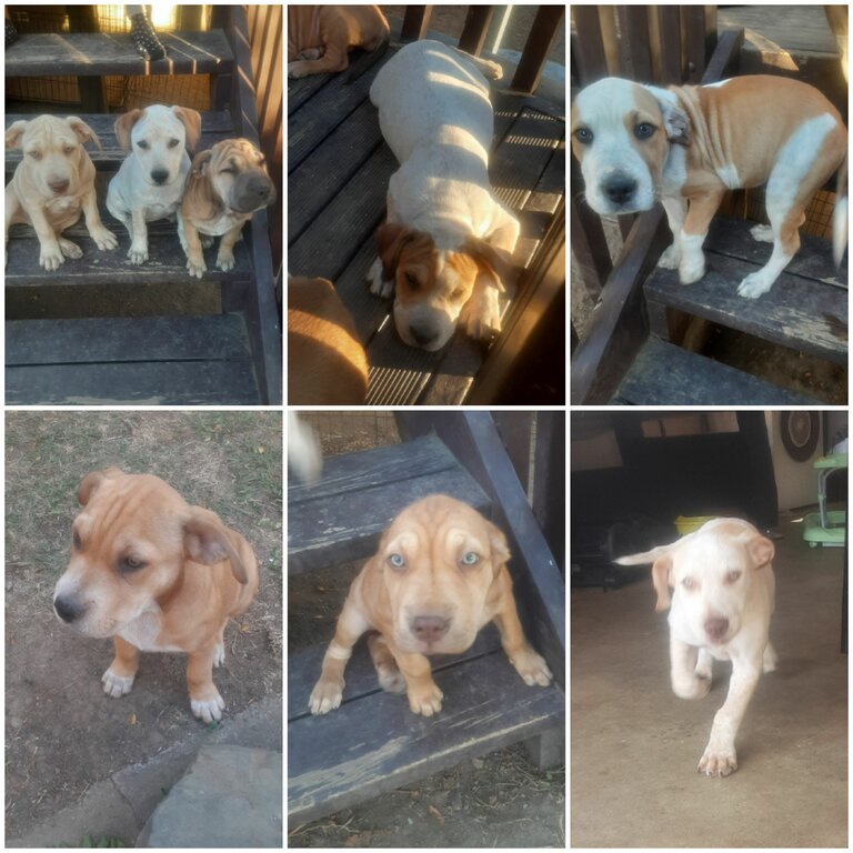 Bullmastiff x Shar Pei Cross puppies