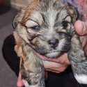 Lhasa Apso x Maltese x Bichon Frise puppy-1