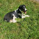 DIAMOND - Black White Border Collie-2