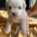 Maltipoo puppy for sale-0