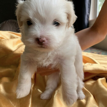 Maltipoo puppy for sale