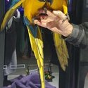 Macaws handreared-5