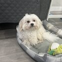 Very Sweet Shih Tzu poppy-0