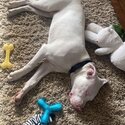 Asiago Boxer/Dalmation mix-3