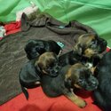 Border Terrier Puppies-2